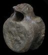 Edmontosaurus (Hadrosaur) Vertebrae - Montana #35954-5